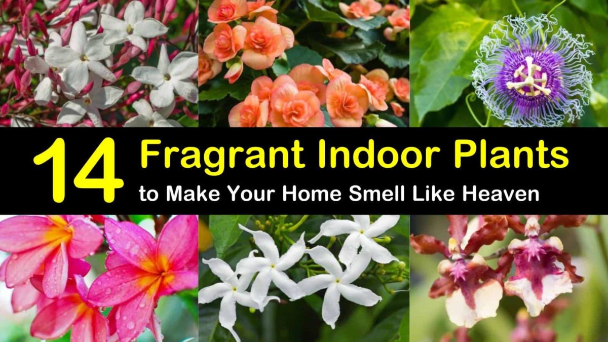 14 Fragrant Indoor Plants to Make Your Home Smell Like Heaven