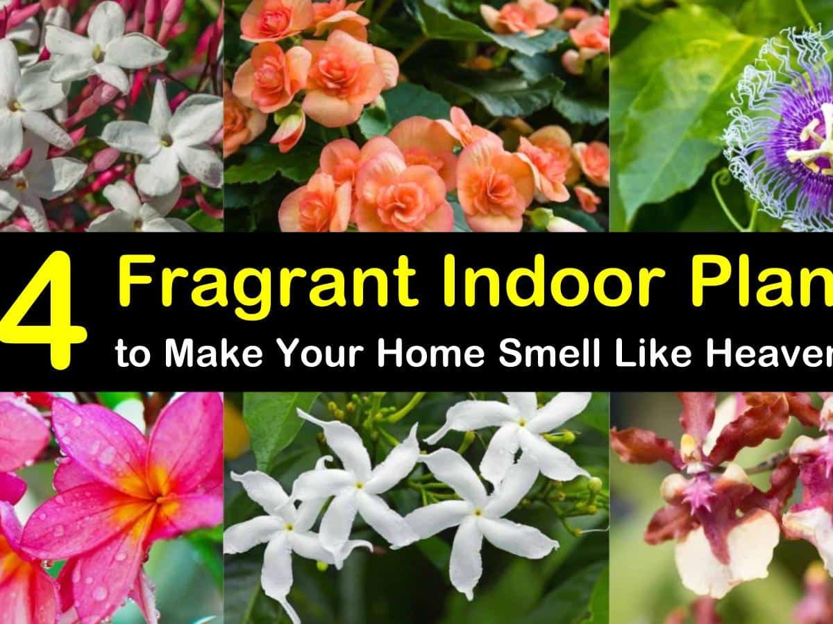 Najlepsze rośliny domowe na zapach