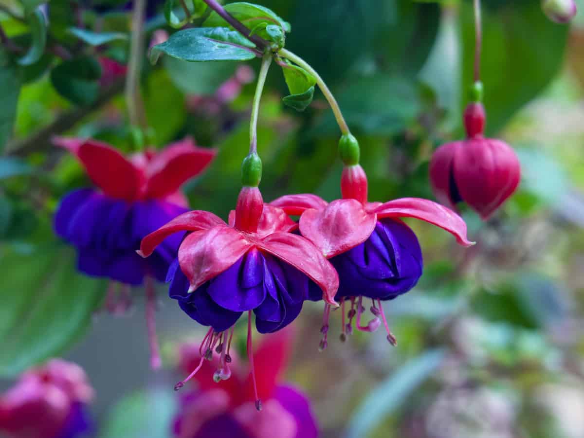 the drooping habit of the fuschia flower makes it ideal for a shade plant in a pot