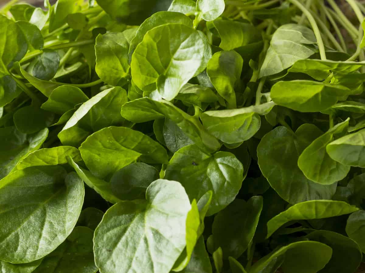 garden cress is delicious and easy to grow