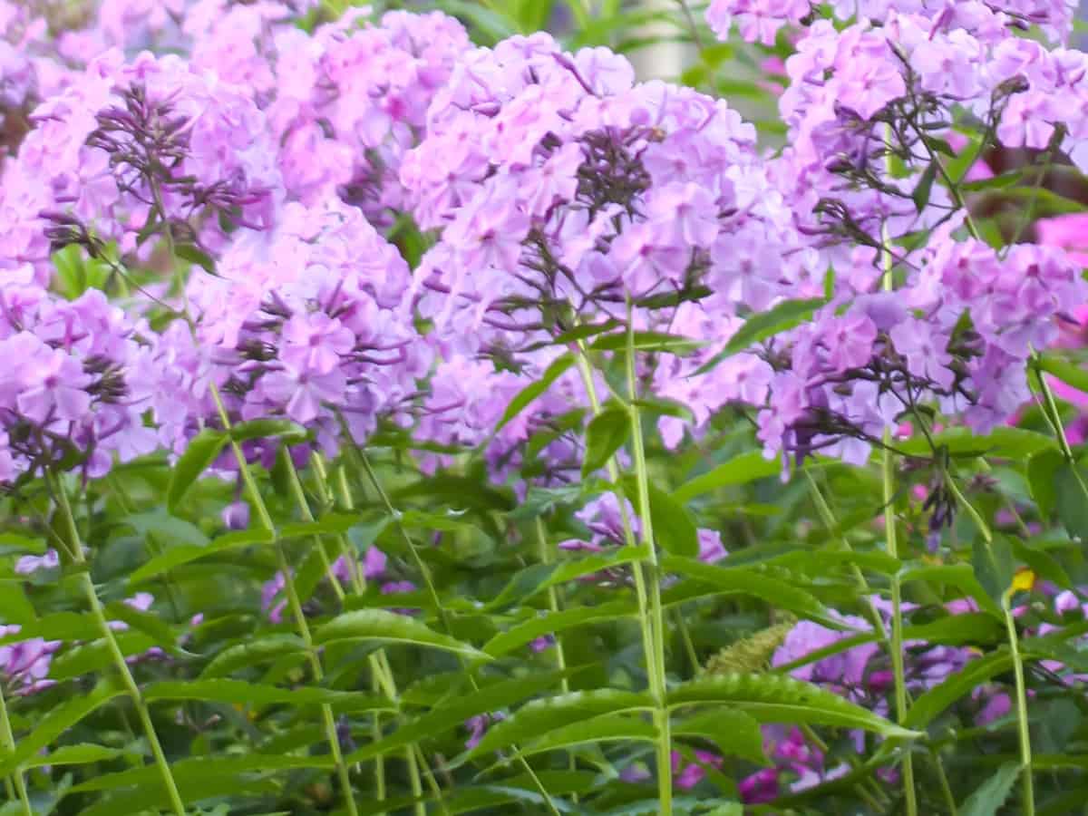 choose garden phlox as one of your beautiful dividing perennials