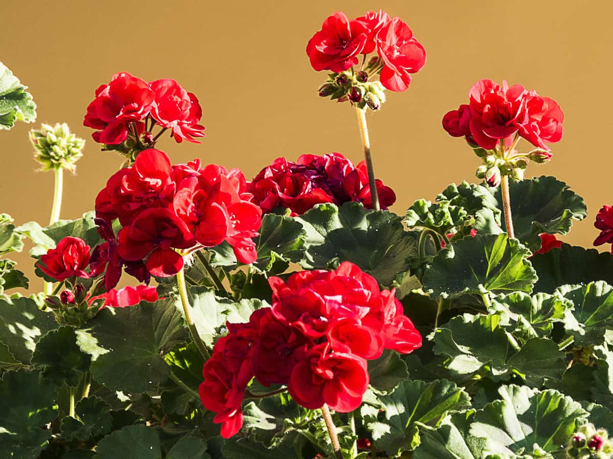 geraniums offer a lot of color in a small package