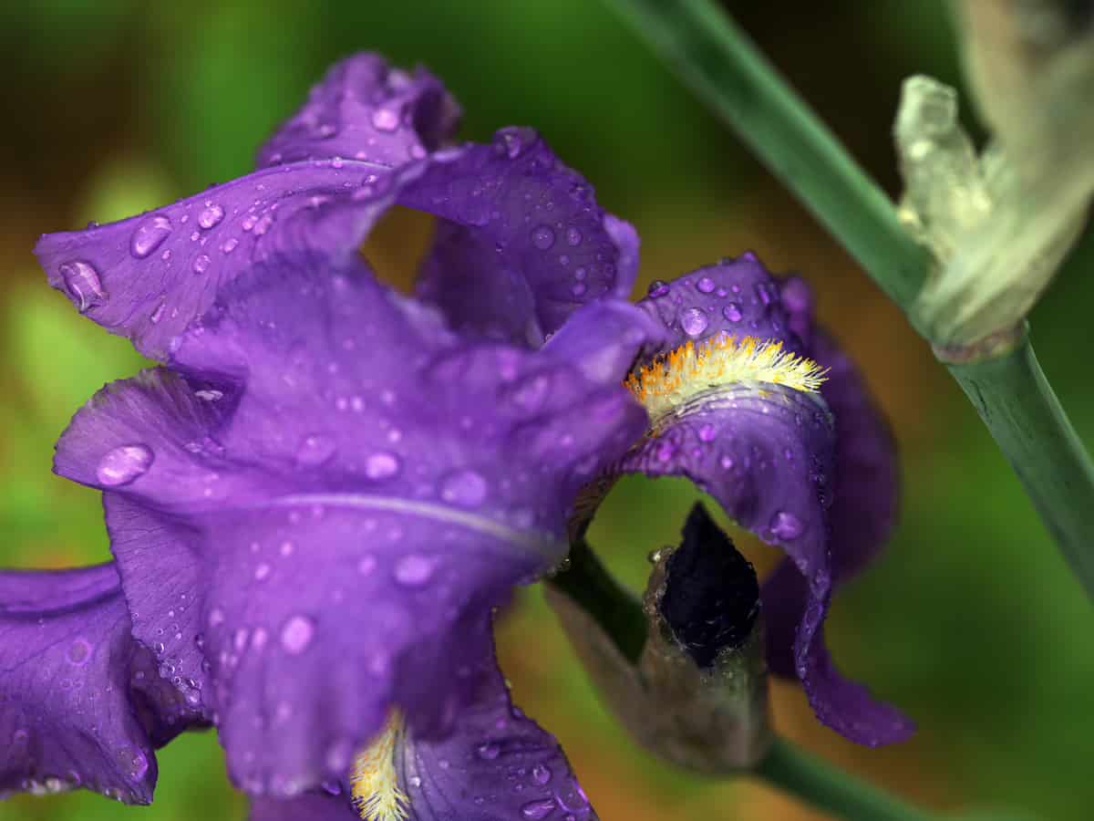 the German bearded iris is a perennial that's easy to divide