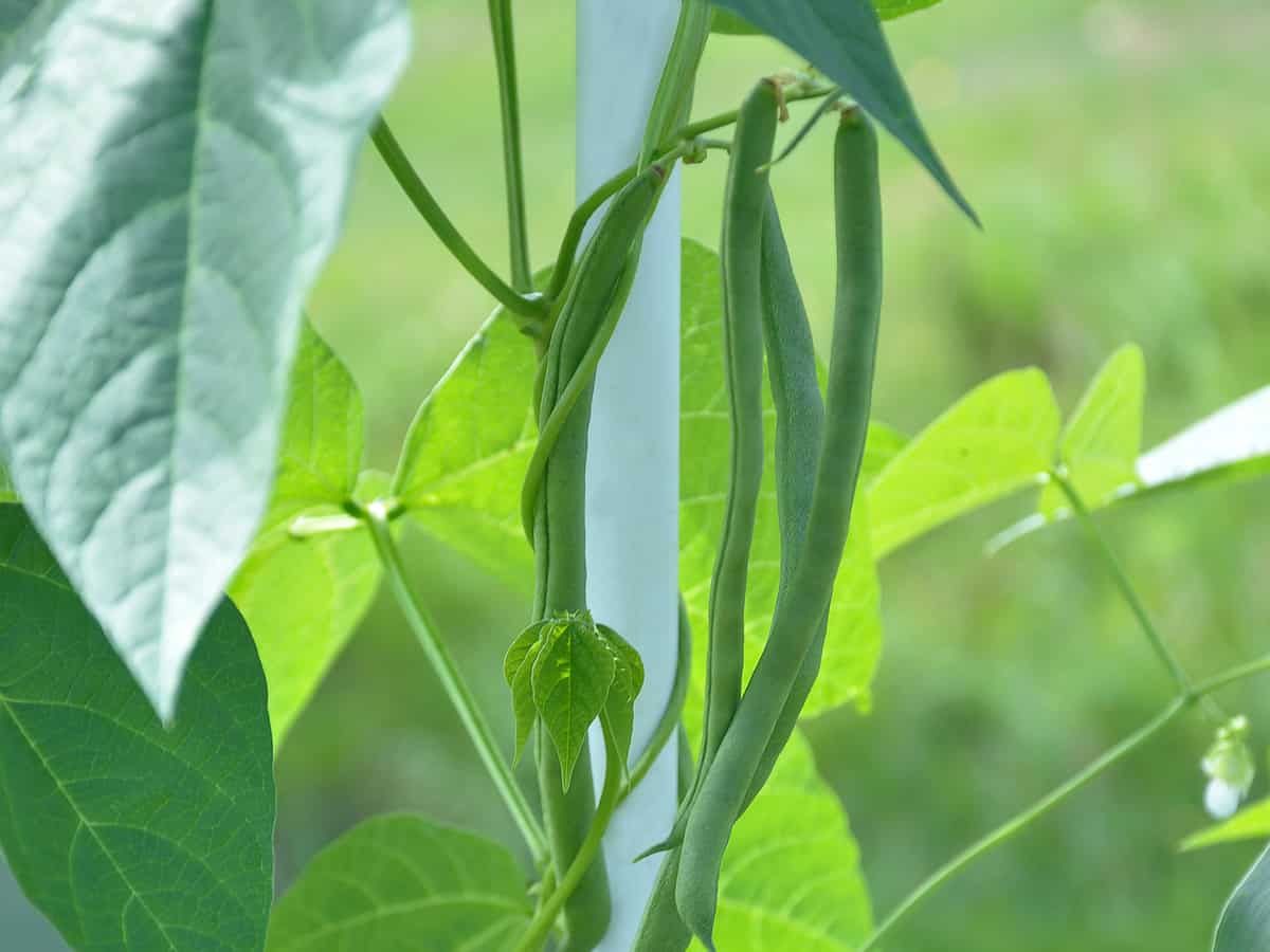 green beans thrive in the sun