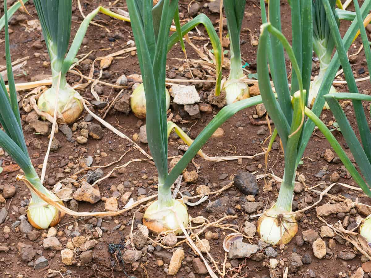 green onions are also known as bunching onions