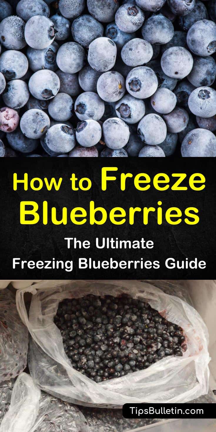 Blueberries have a short growing season and a short shelf life. You can use a variety of jam recipes to use up your excess berries or you can learn how to successfully freeze the fruit to enjoy all year long. #frozen #blueberries #howtofreezeblueberries