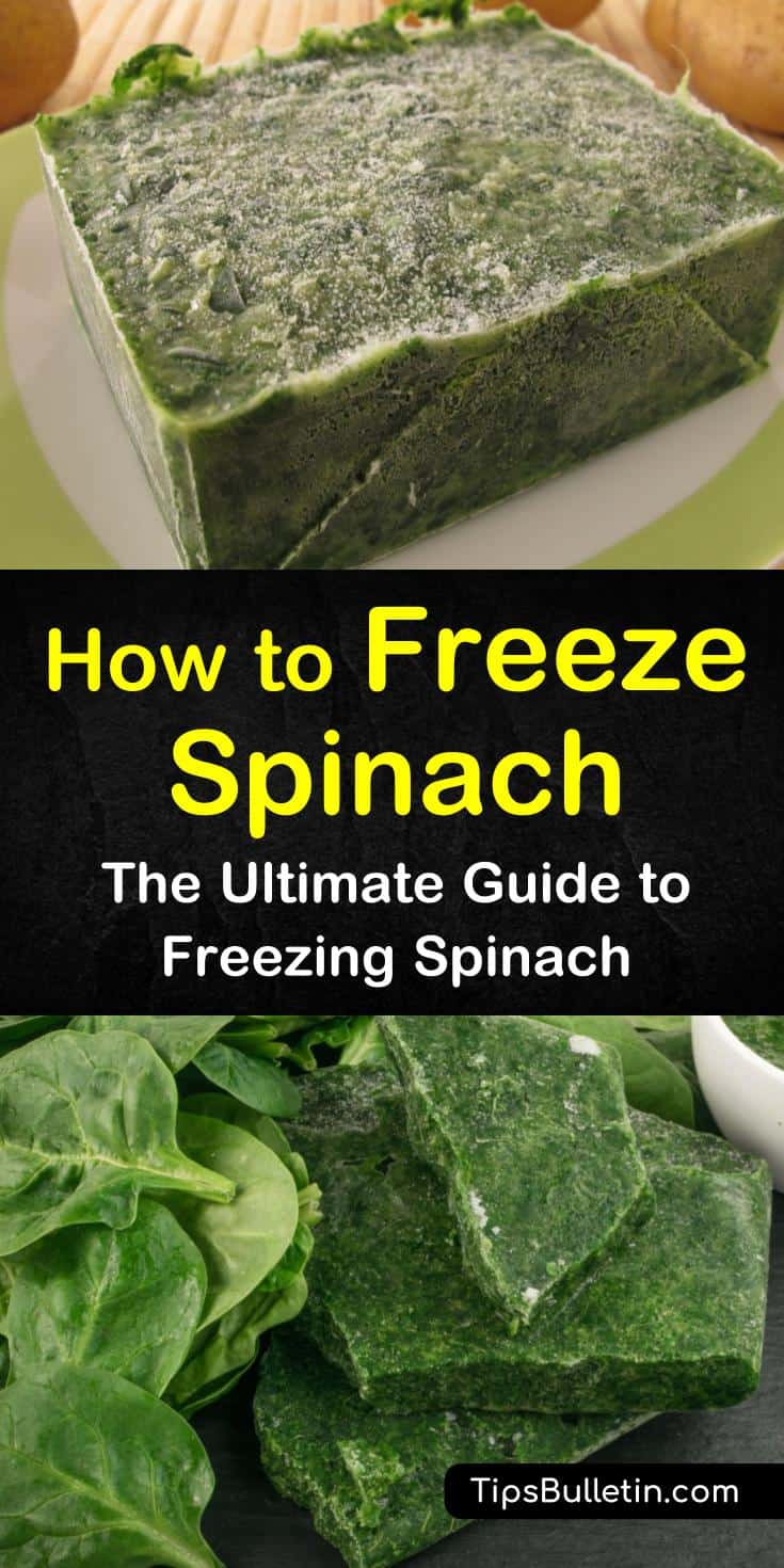 Discover how to freeze spinach in ice cubes for smoothies and healthy breakfast drinks. Pack spinach leaves in freezer bags for cooking casseroles without losing healthy nutrients. Learn how to make a delicious spinach quiche using one of our favorite recipes. #freeze #spinach #howto