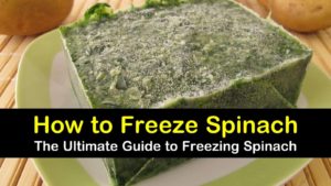 how to freeze spinach titleimg1