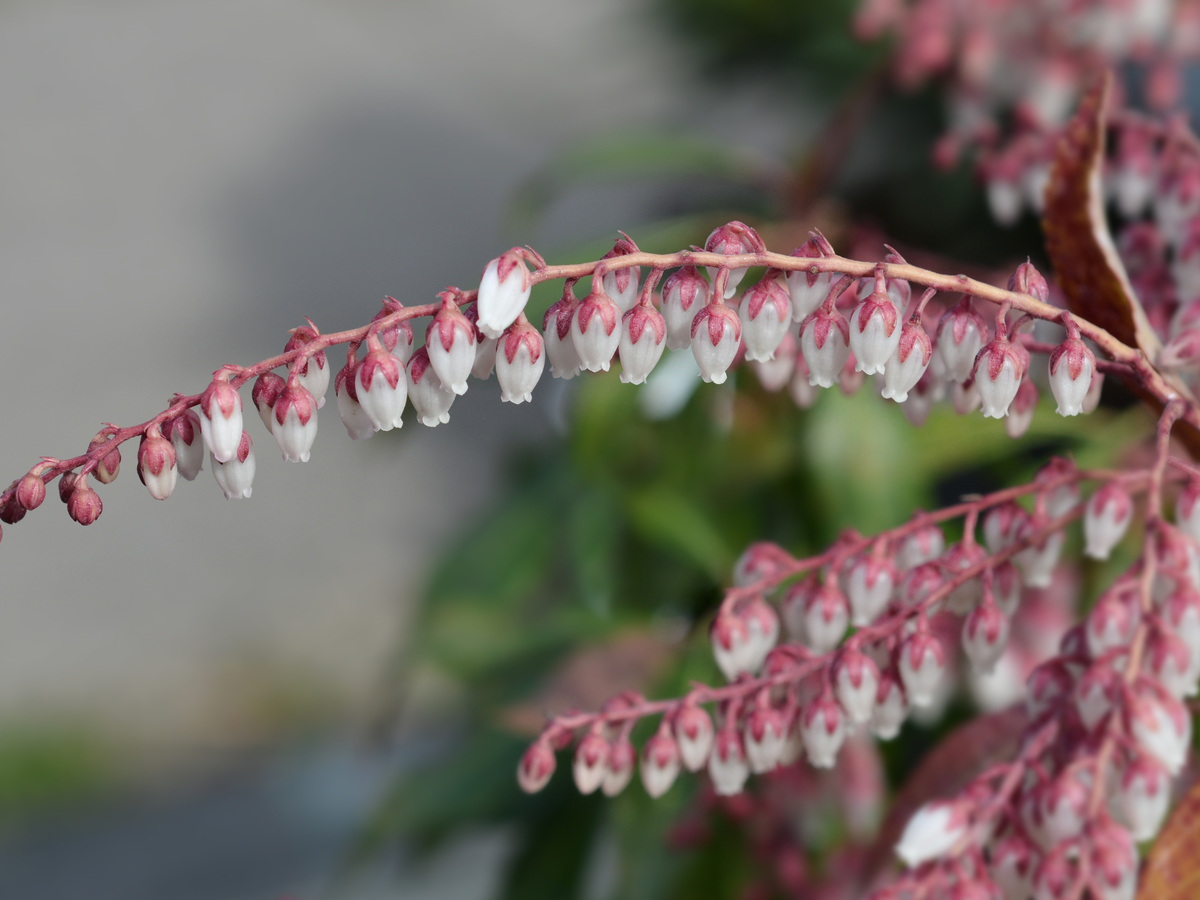 Japanese andromeda is a temperamental plant