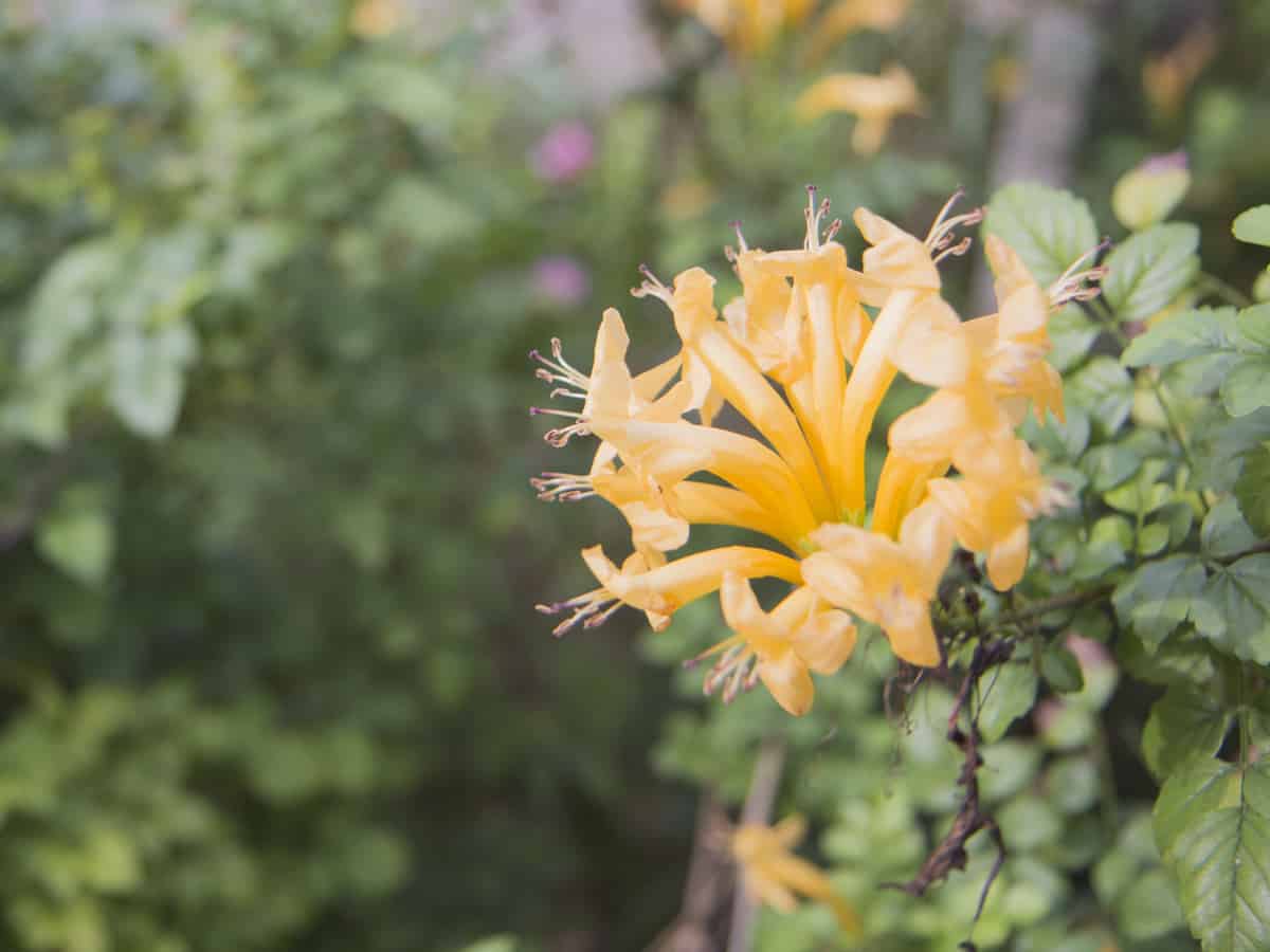 Japanese honeysuckle is a fragrant bush