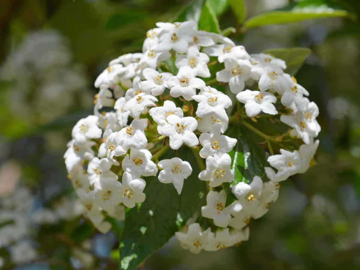 Korean spice viburnum is an ideal plant for beginners to grow