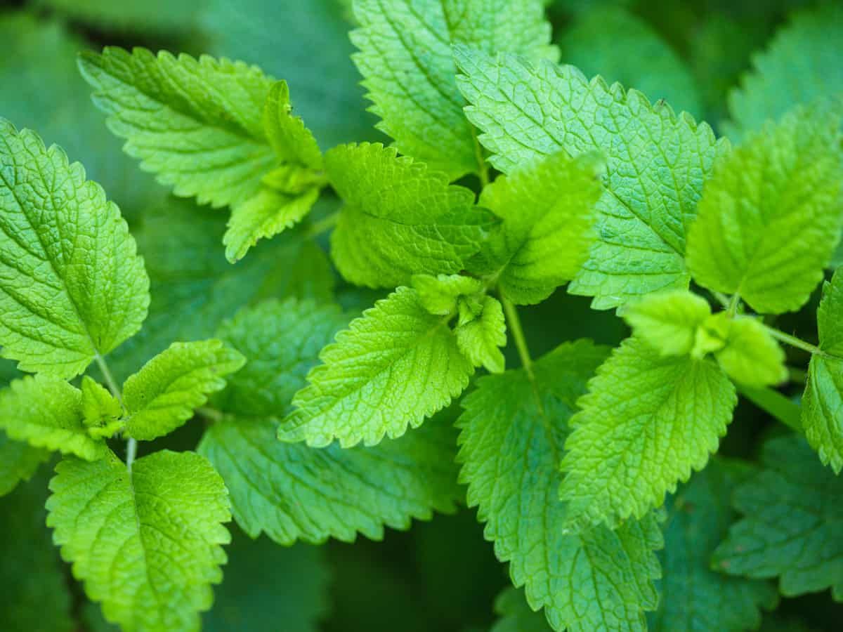 lemon balm in pots or in the garden helps to repel unwanted insects