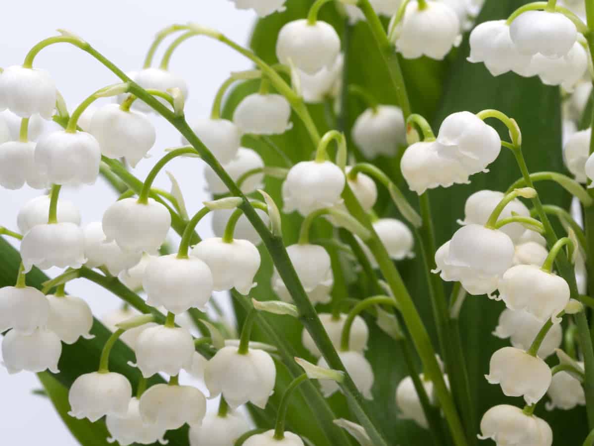 lily of the valley is a fragrant dividing perennial