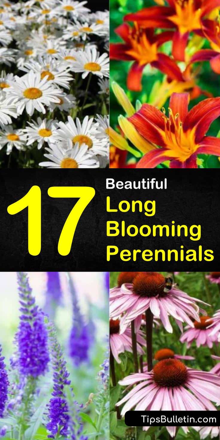 Create some of the most colorful landscapes that provide a variety of colors throughout the various seasons. From purple, pink, and yellow flowers we show you the best perennials flowers and shrubs to use when creating the perfect gardens. #longblooming #perennialsthatlast #perennials