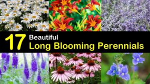long blooming perennials titleimg1