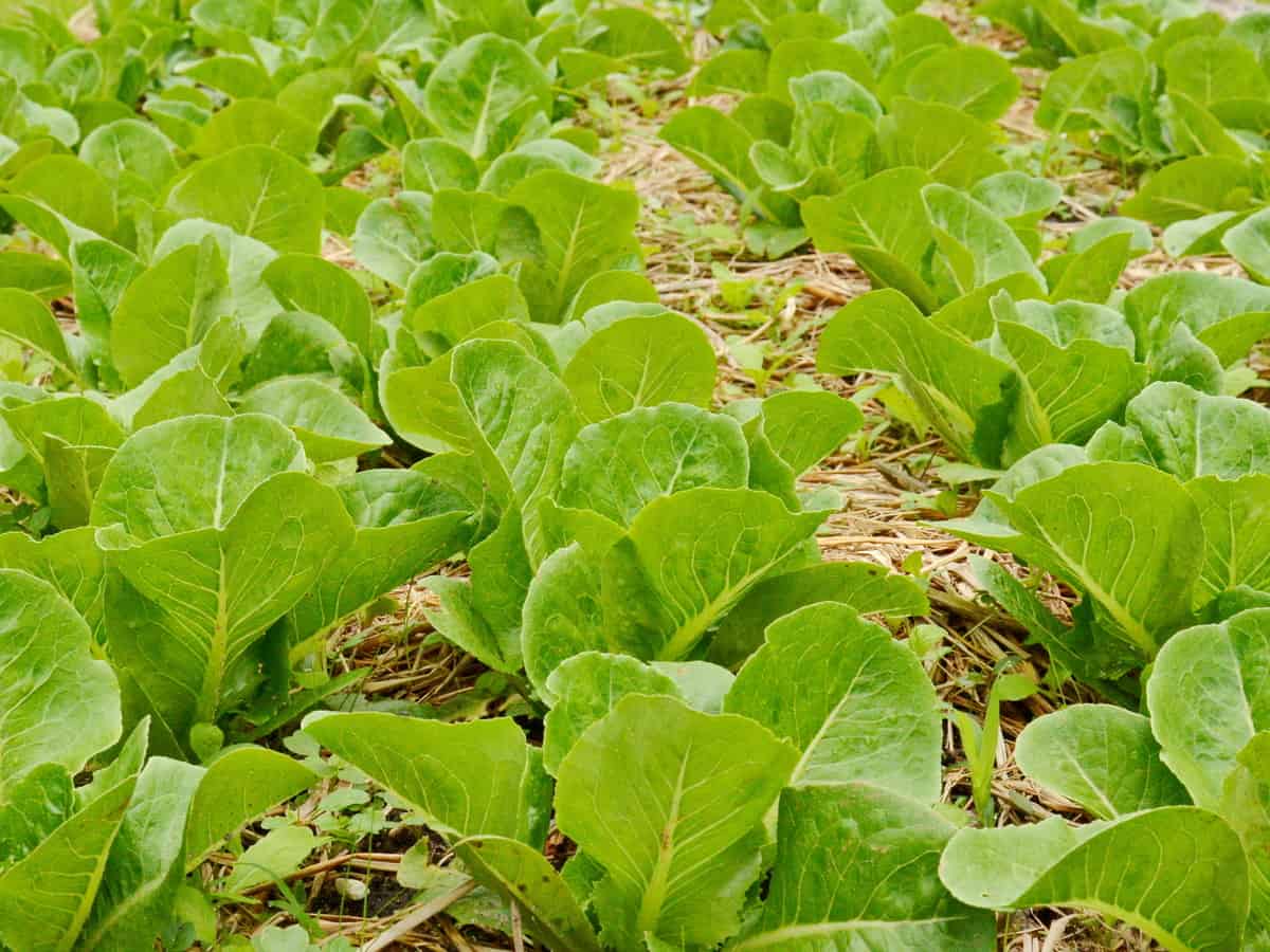 harvest loose-leaf lettuce by the leaf rather than by a head