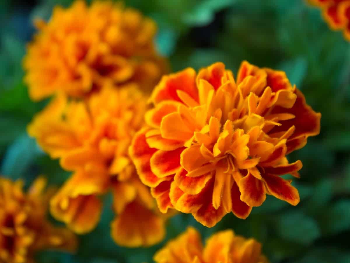 the Mexican marigold is ideally suited for shade or sun