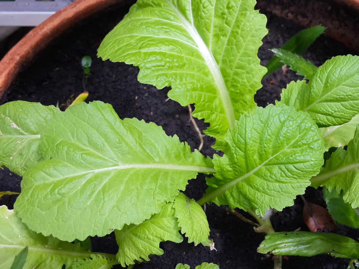 mustard greens are one of the fastest growing vegetables