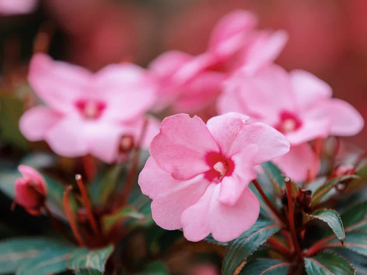 choose New Guinea impatiens as one of your shade flowers for pots and you won't be disappointed