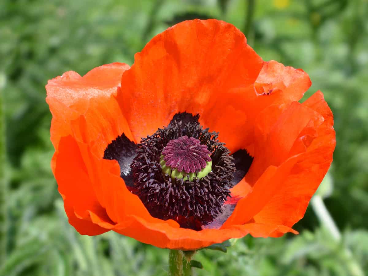 oriental poppy does best when divided annually