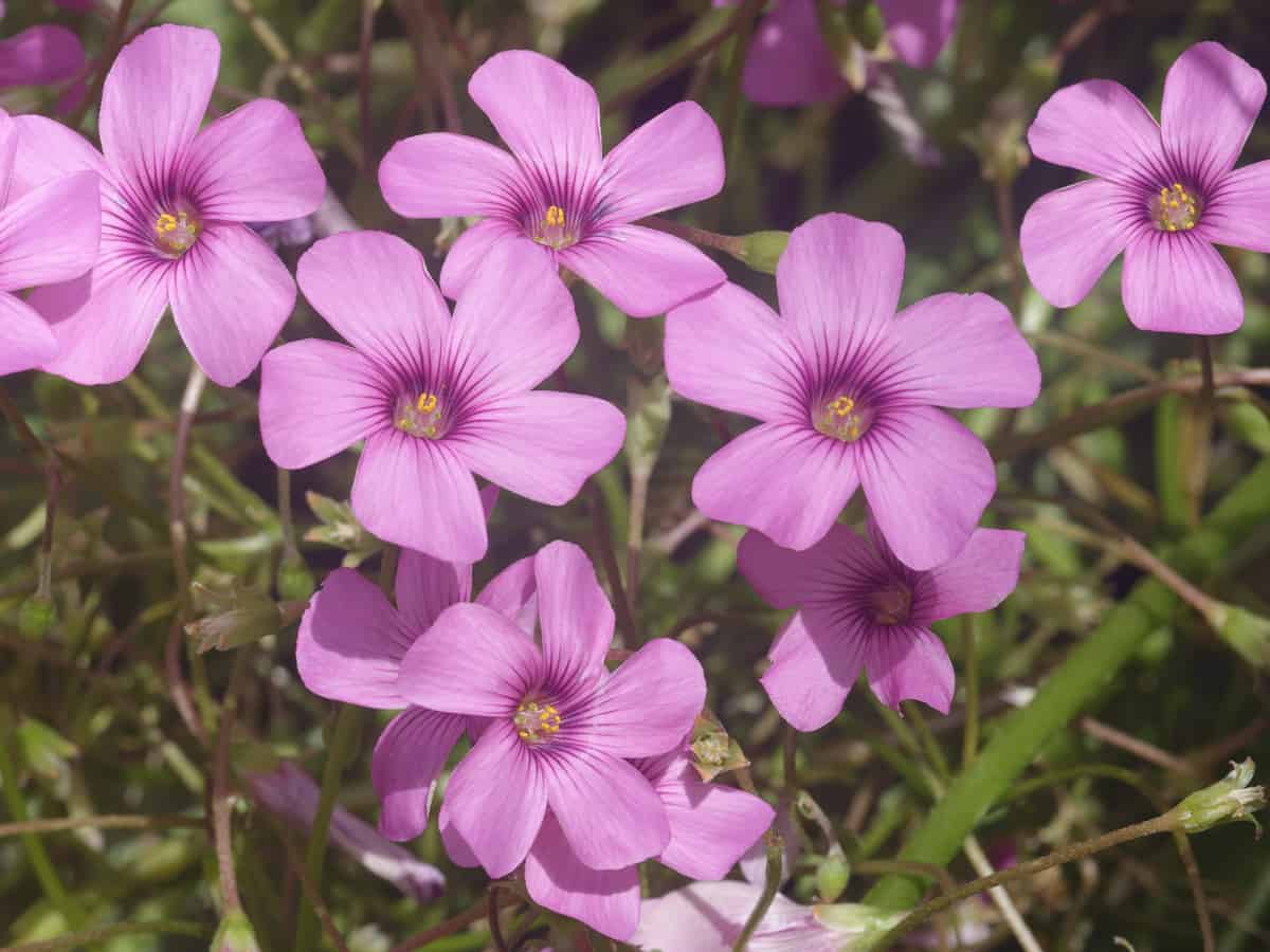 oxalis is also called false shamrock