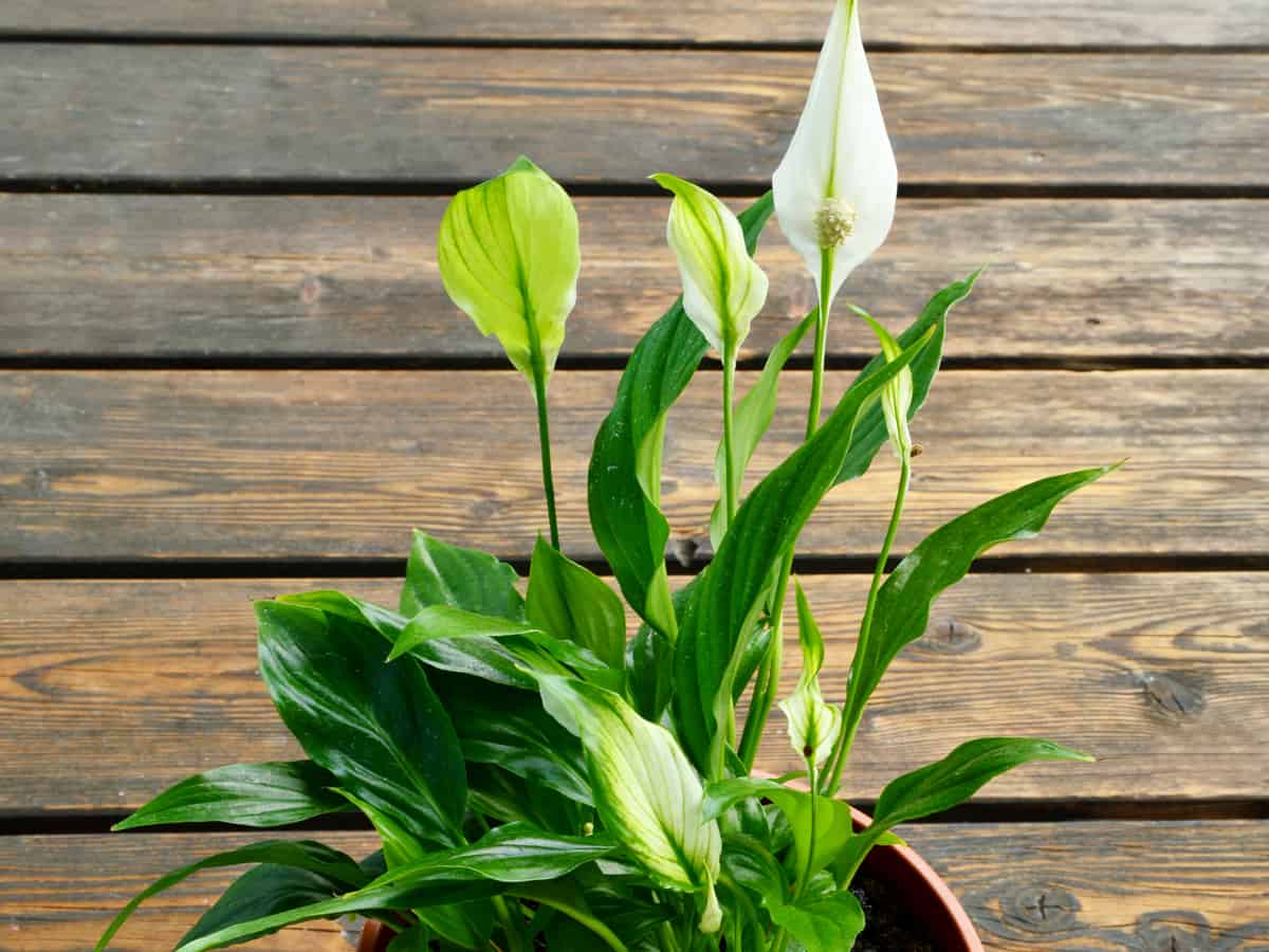 peace lily is an easy plant to grow