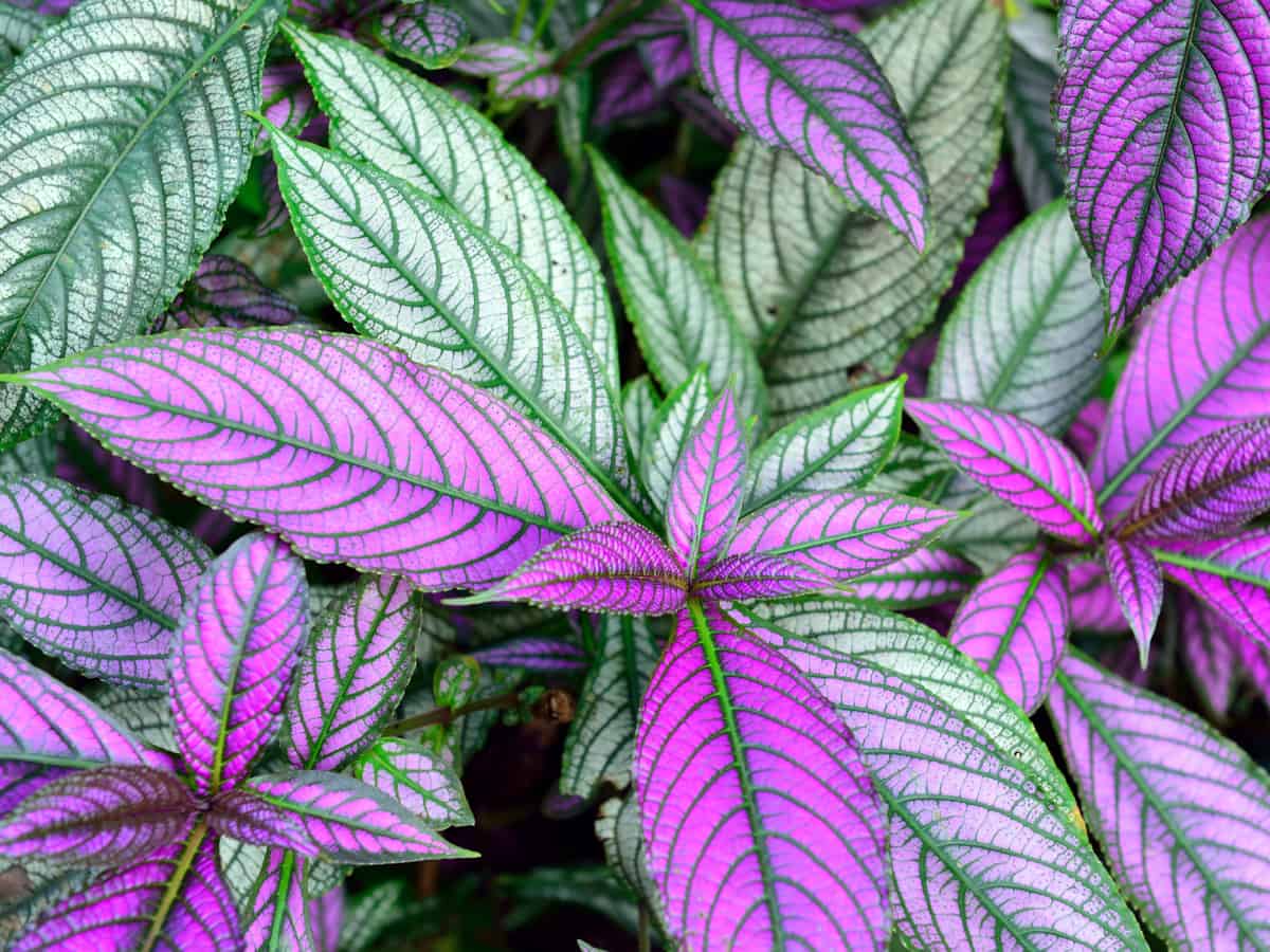 add some zing to your potted plants with Persian shield