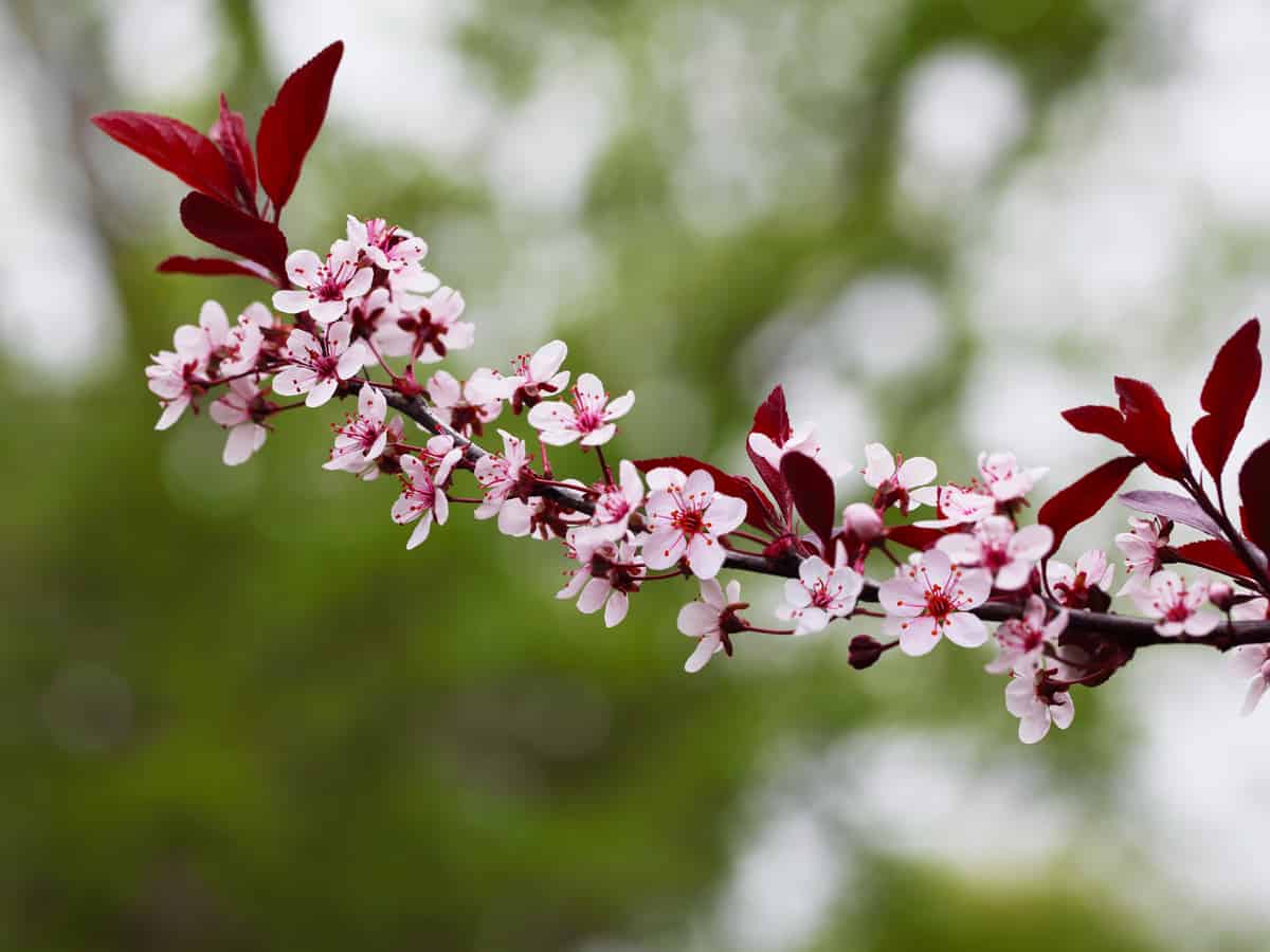 the purple leaf sand cherry attracts birds to its fruit