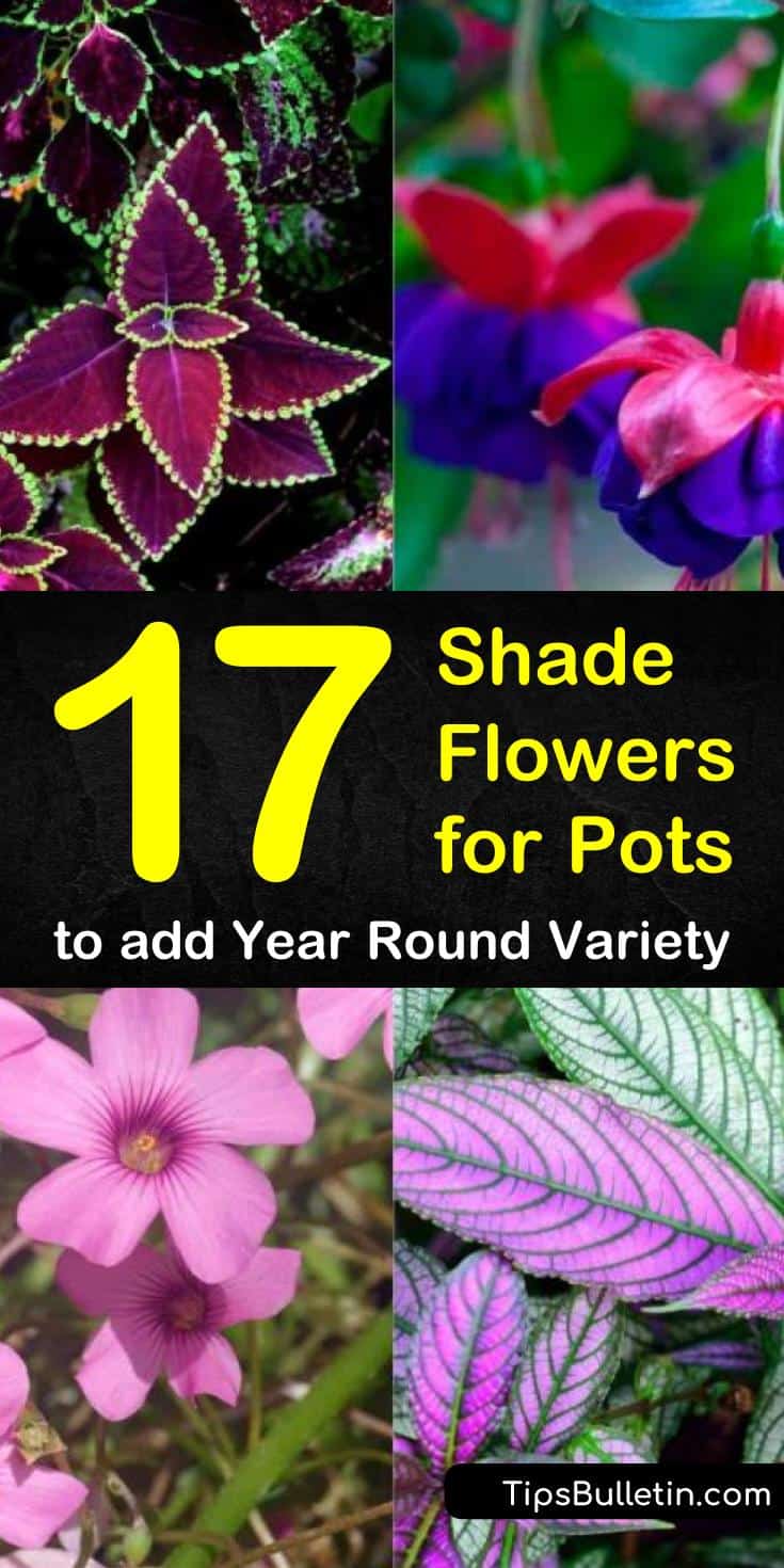 Shade flowers for pots add interest to your garden, patio, deck, or balcony. You are not limited to finding plants that only do well in the sun. Choose some of these beauties to liven up your landscape. #plantsforpots #flowerpots #shadeflowers