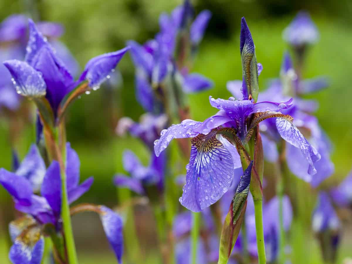 add some elegance to your yard by planting Siberian iris