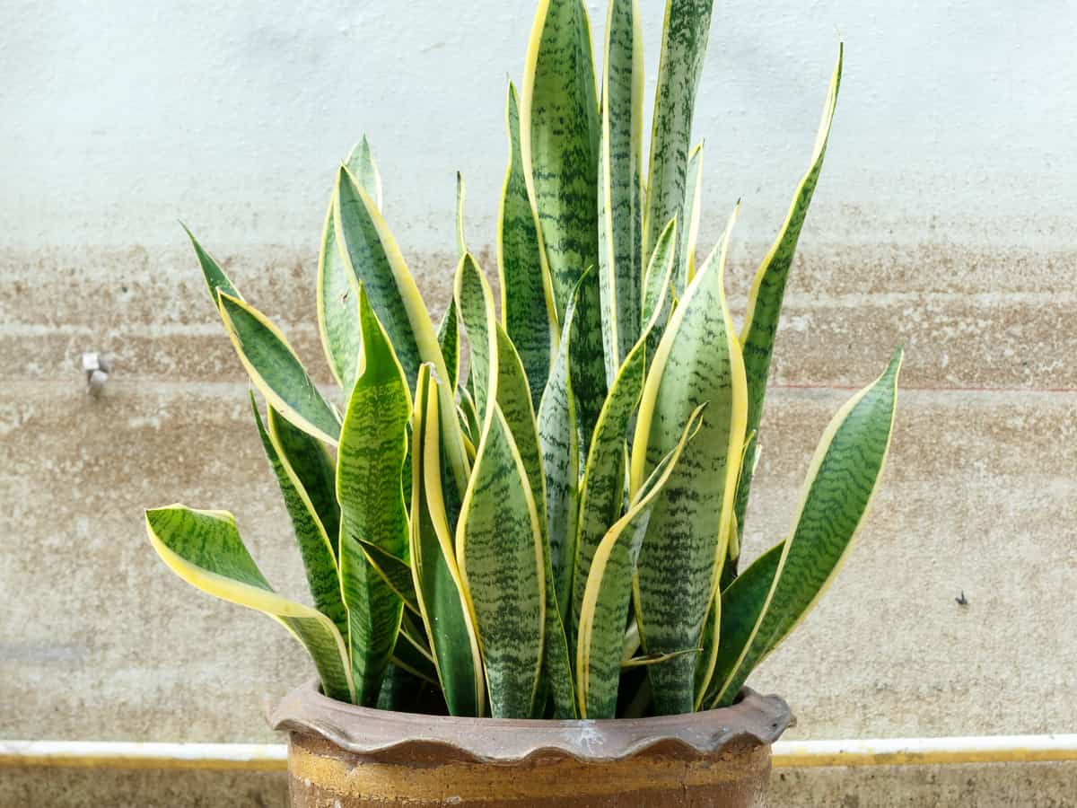 the snake plant is incredibly easy to care for