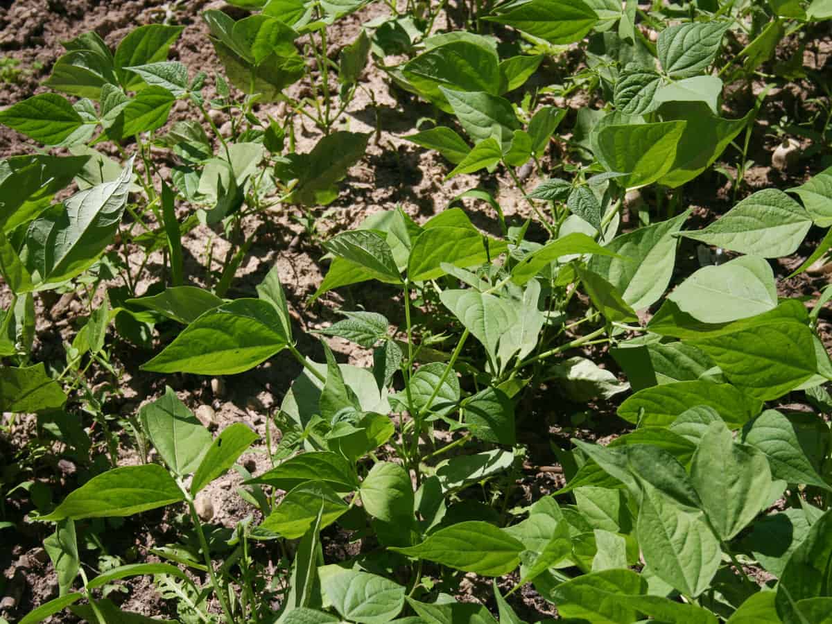 grow snow peas for a crisp, delicious treat