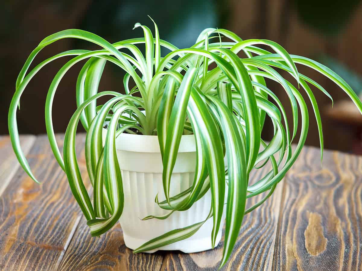 the spider plant is ideal for a hanging basket