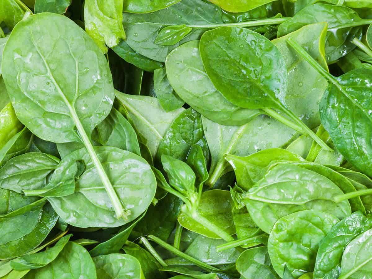 spinach offers tons of health benefits