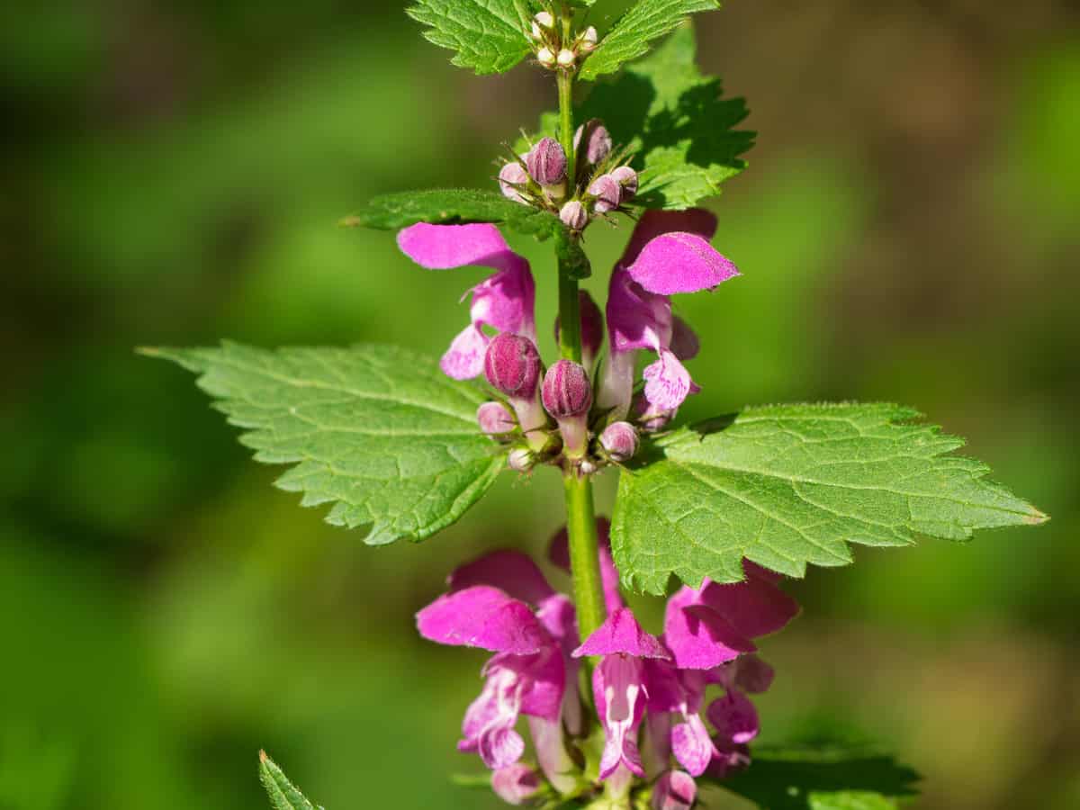 spotted dead nettle is the perfect shade flower for pots since it can be invasive