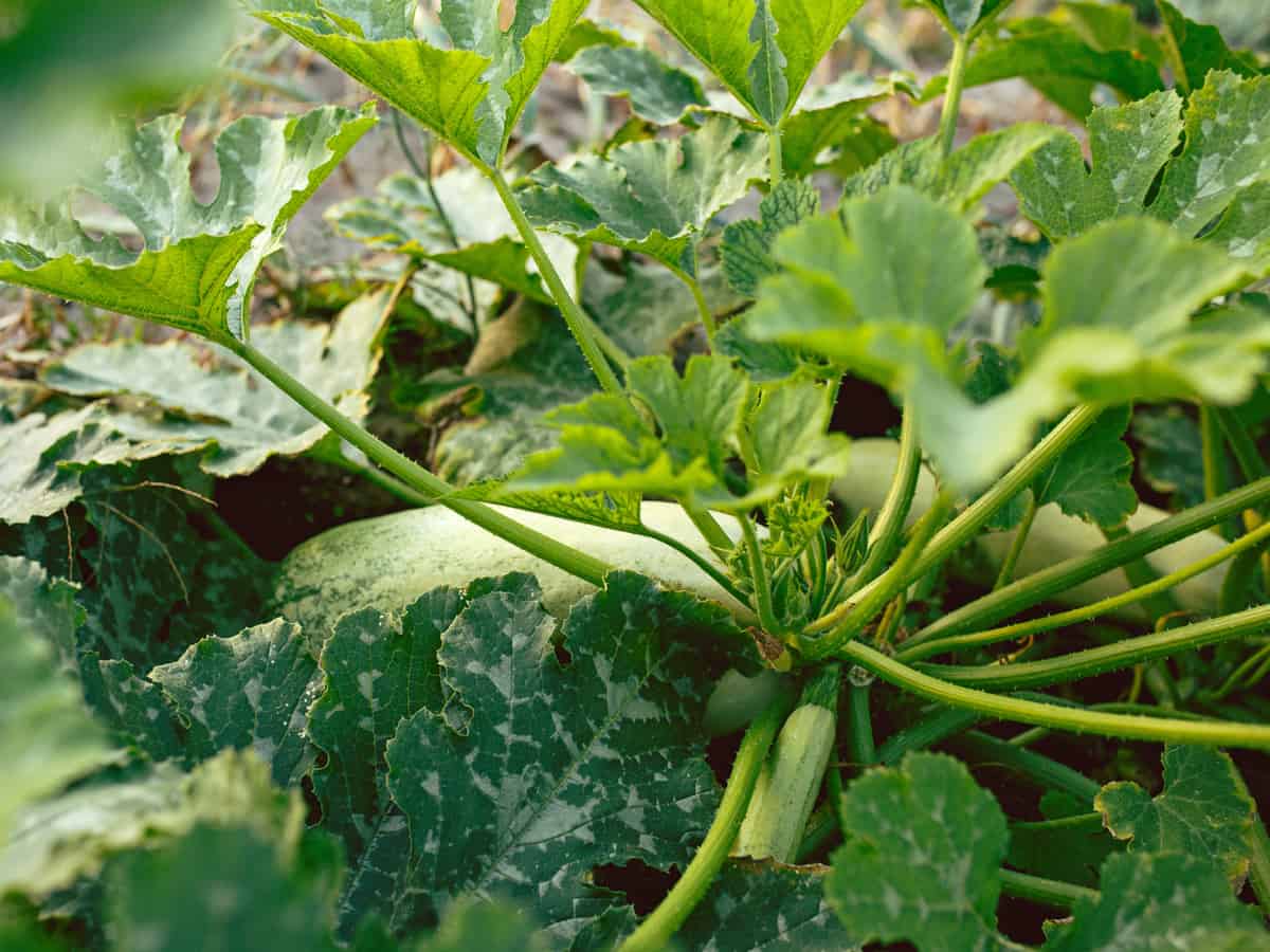 summer squash should be planted in full sun