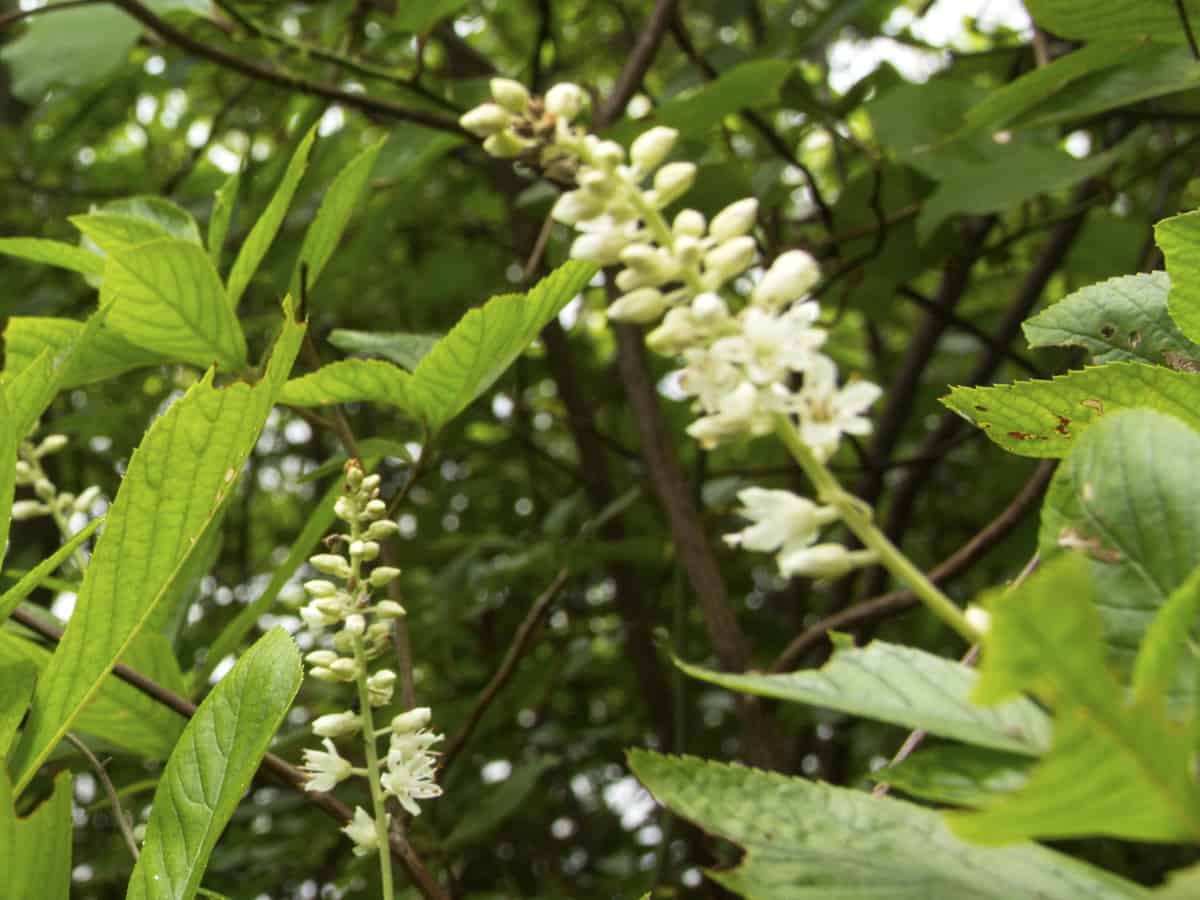 summersweet is a fragrant shrub