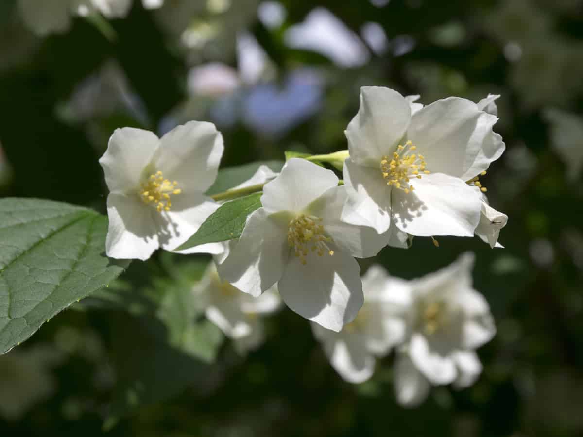 the mock orange can grow into a large shrub