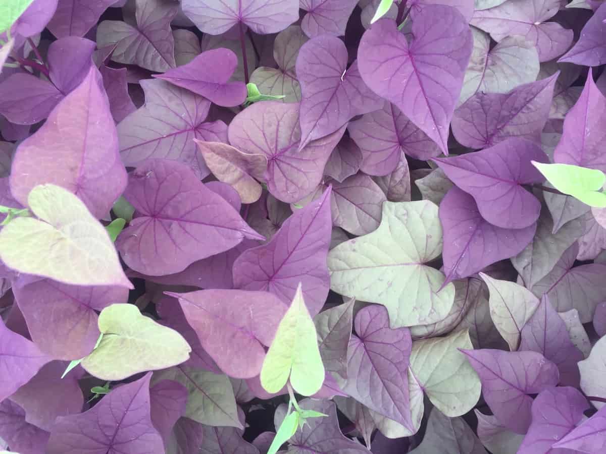 the sweet potato vine has pretty purple leaves