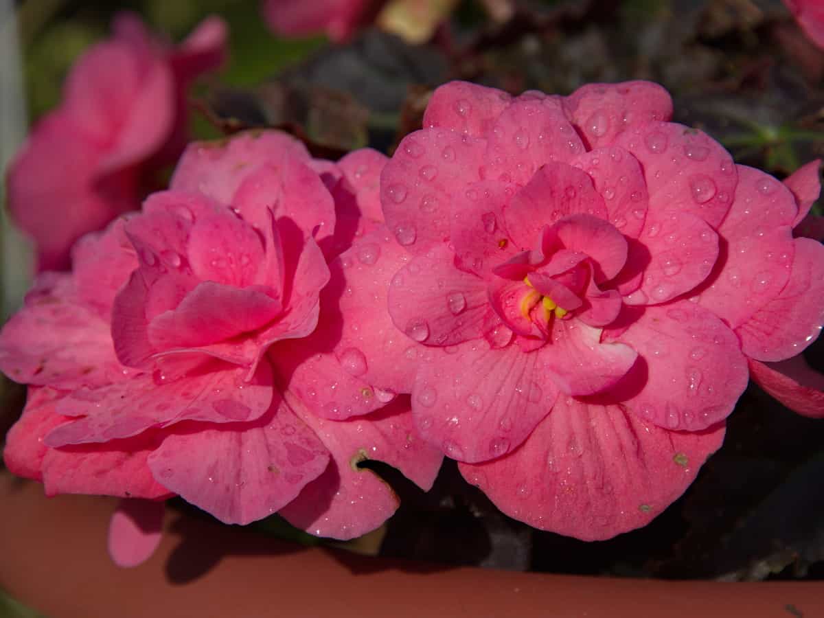 tuberous begonias come in beautiful colors