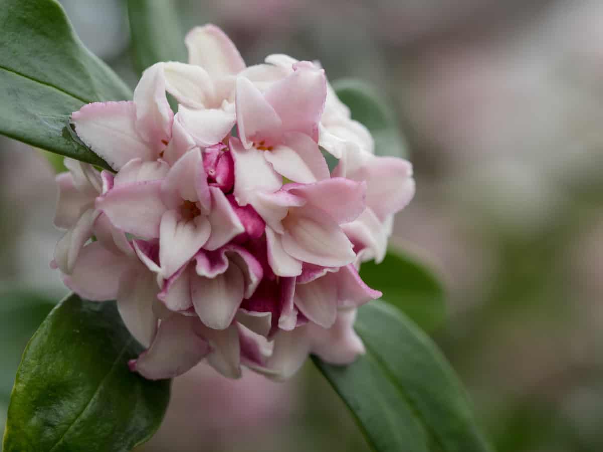 the winter daphne adds to a sweet smelling garden