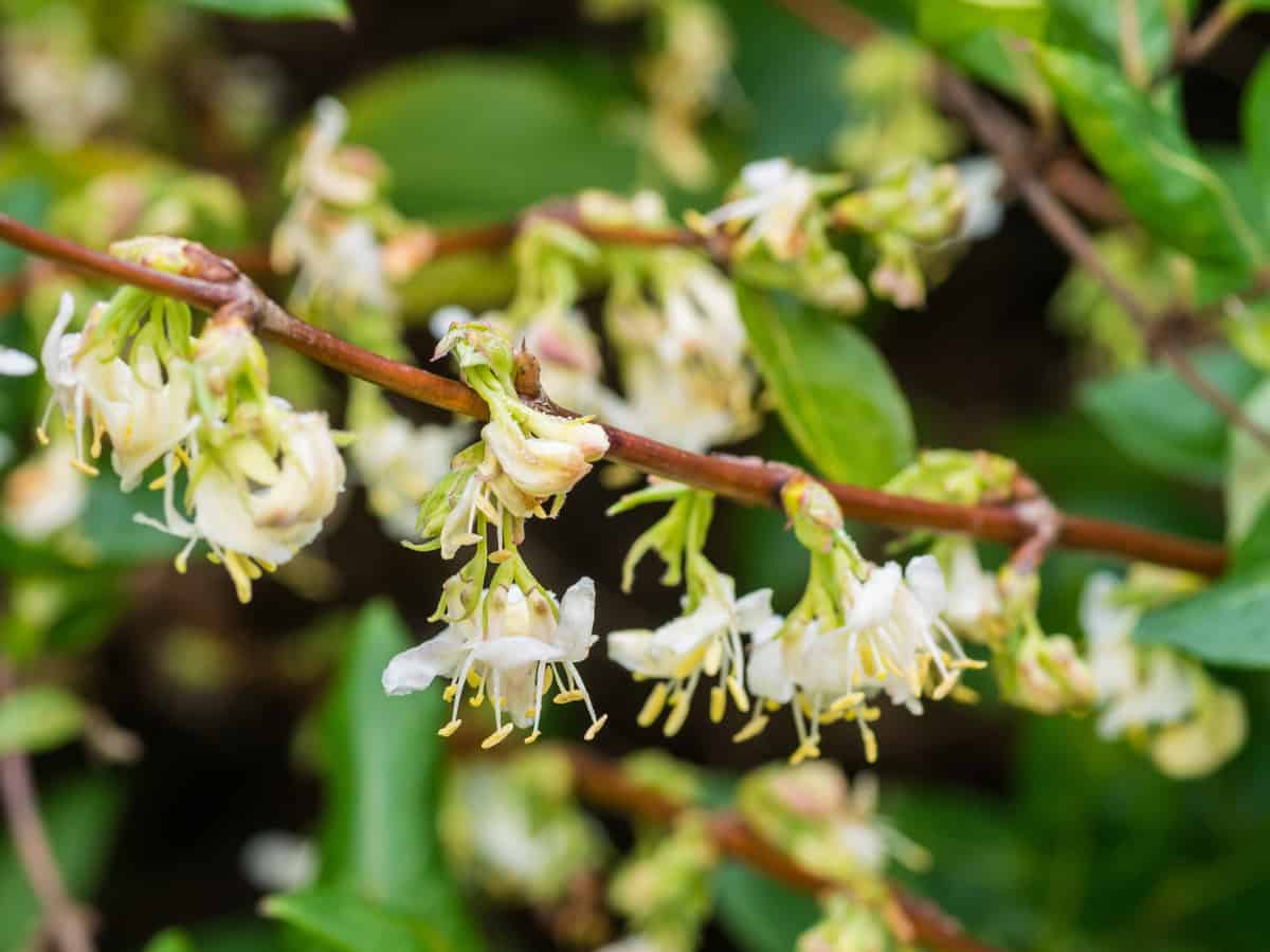 winter honeysuckle survives in a variety of soil conditions