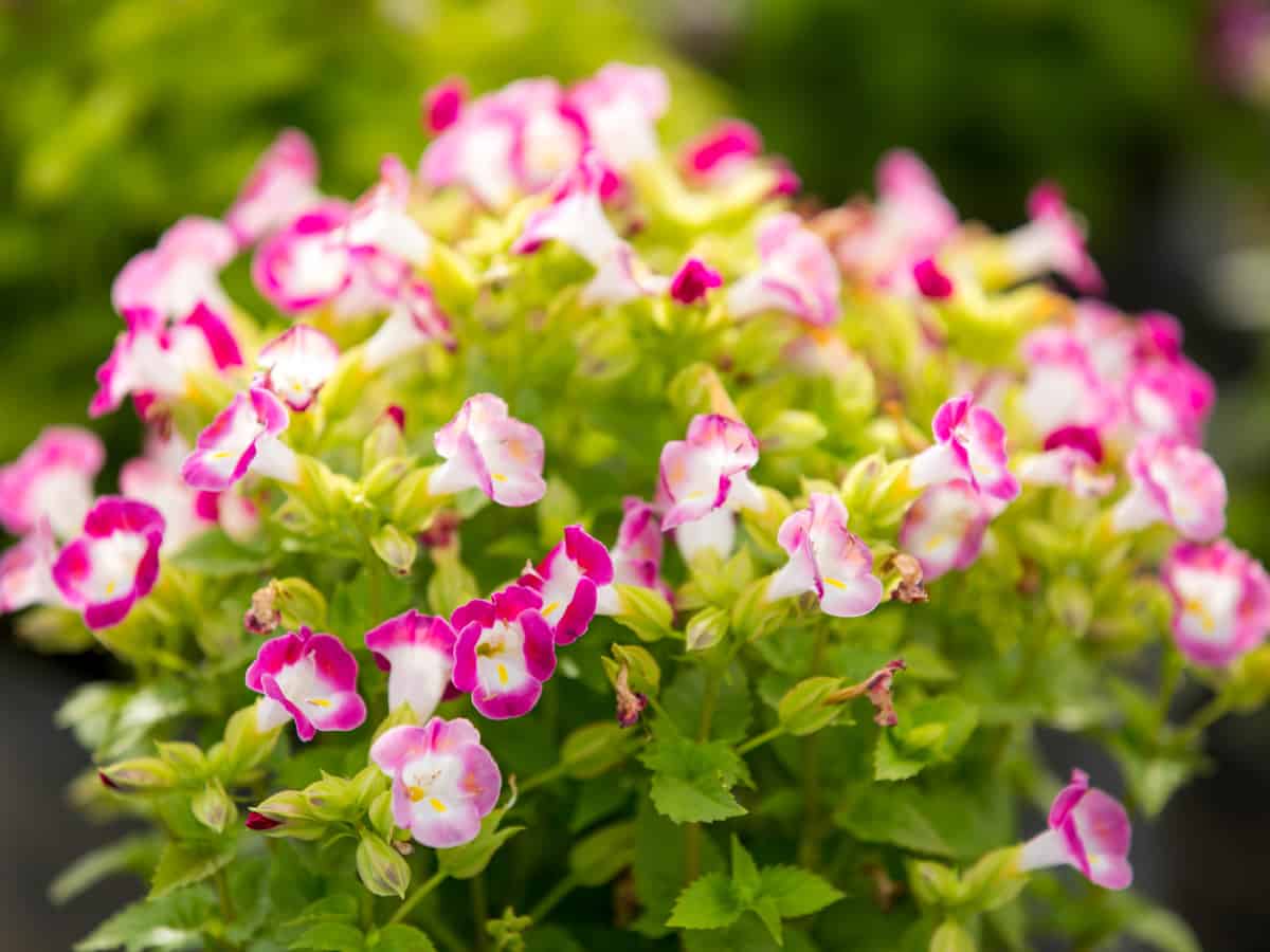 the wishbone flower is also called the clown flower