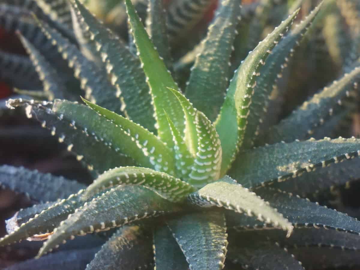 the zebra cactus is a succulent that actually likes the shade