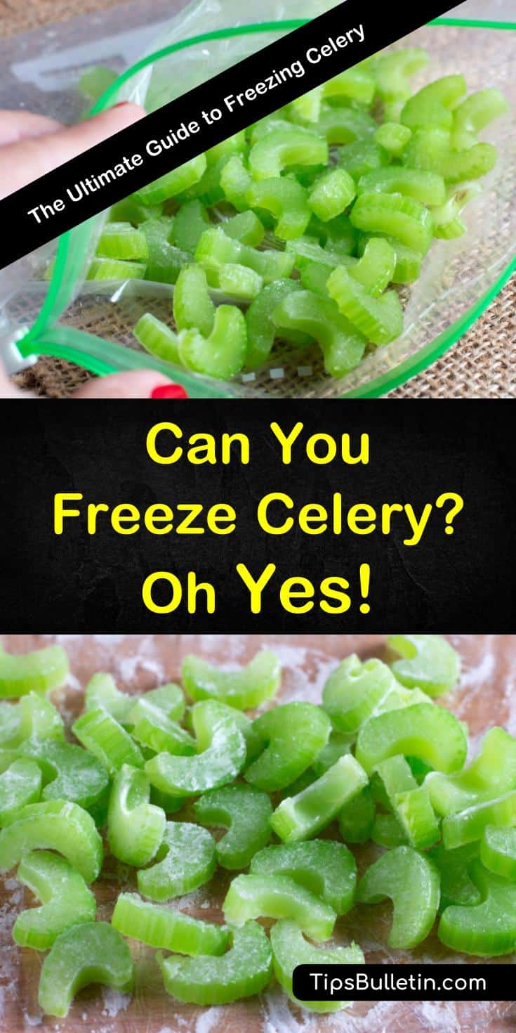 Learn how to make celery last longer by storing it in freezers. Although frozen celery can never be eaten raw, as it loses its crispiness, it is great for using in soups, stews, sauces, or casseroles since it can be added while still frozen. #freezingcelery #freeze #celery