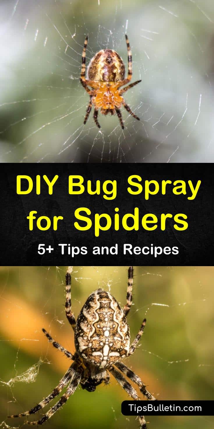 We've got homemade bug sprays for deterring and killing spiders using natural repellents. You don’t need to call in pest control when you can use peppermint, tea tree, and other essential oils to repel bugs. #bugspray #spiderspray #homemadebugspray #diyspiderspray