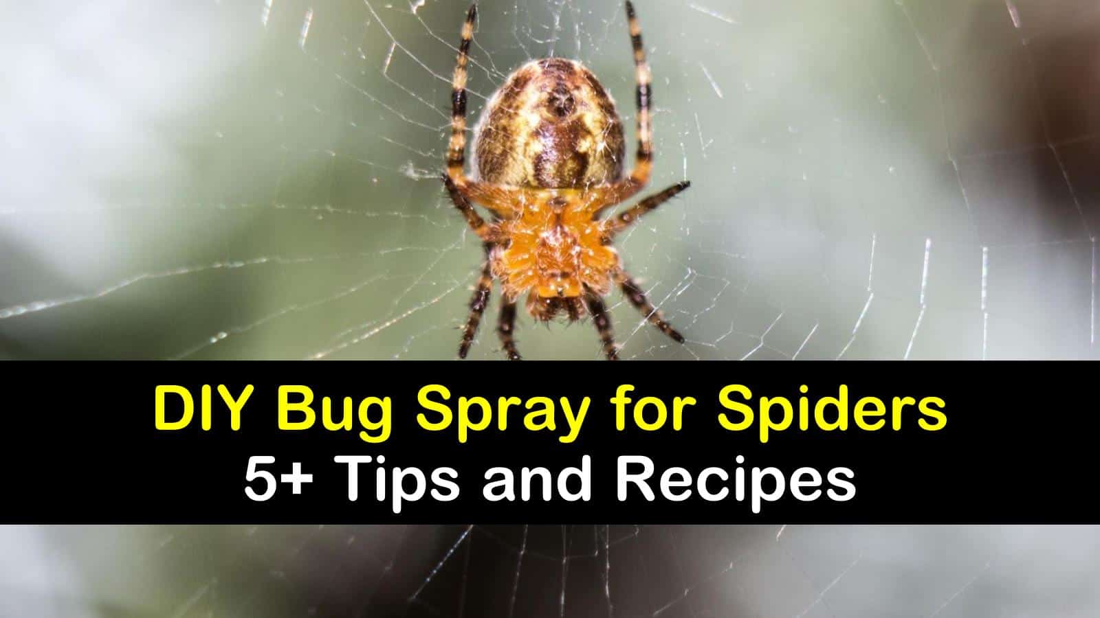 DIY bug spray for spiders titleimg1