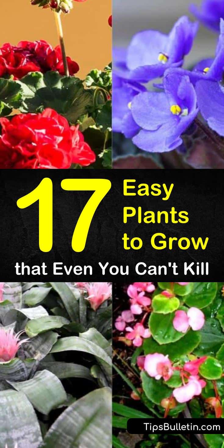 Whether you are starting a vegetable garden or trying to grow plants indoors, not everybody has a green thumb. We provide you with a list of 17 plants that you can grow indoors or outdoors easily without fear of killing them. #easytogrowplants #hardtokillplants #easyplants