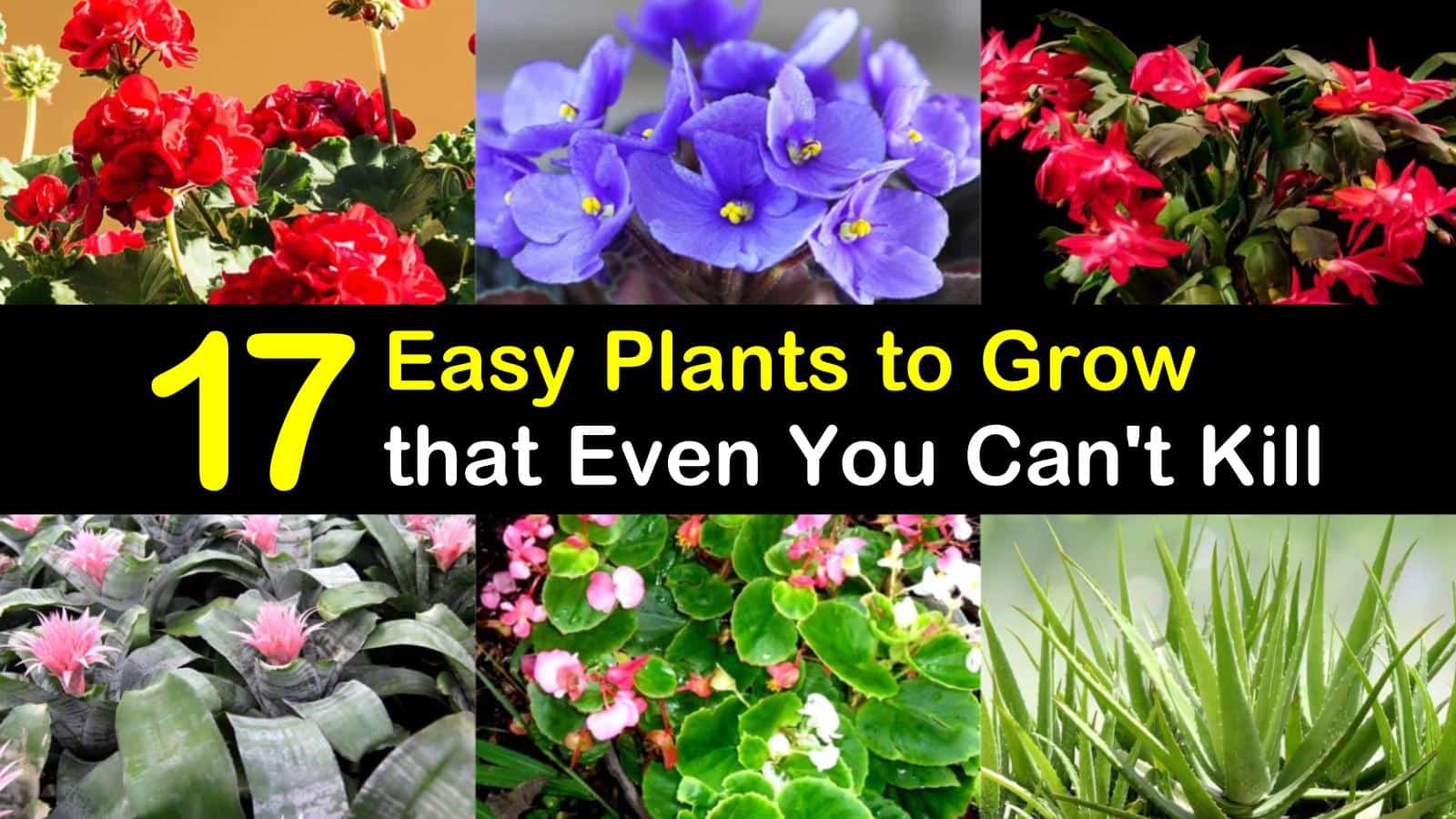 easy plants to grow titleimg1