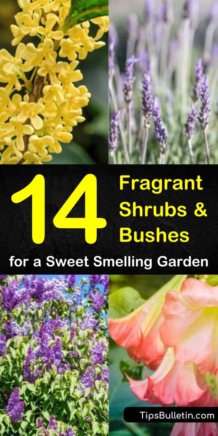 Learn about the plants that you should have in your gardens if you want your yards to be full of fragrance. From perennials and lilac bushes to drought tolerant shrubs with pink flowers, these plants will turn your yard into a sweet smelling wonderland! #fragrantshrubs #fragrant #bushes #shrubs